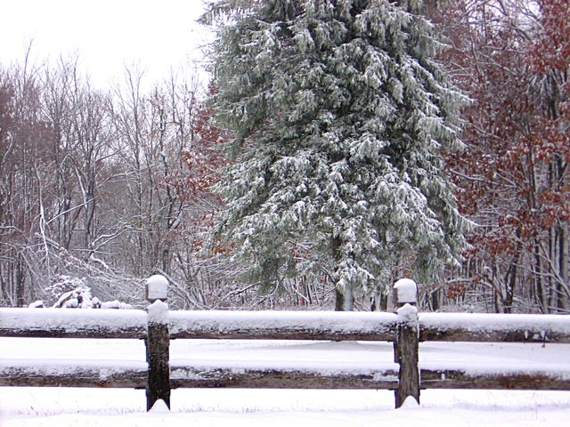 小雪+寒潮，禽畜水產(chǎn)如何應(yīng)對(duì)？