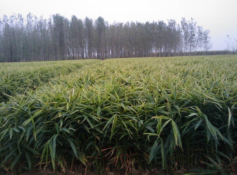 土壤水分觀測儀可用于姜田土壤水分的觀察 土壤水分觀測儀可用于姜田土壤水分的觀察